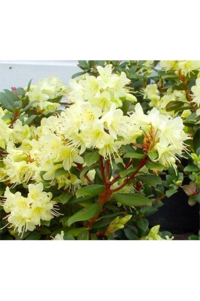 Висота Рододендрон Принцесс Анне